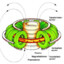 Tokamak