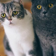 谁动了我的奶酪