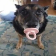 мелстрой оригина