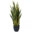 desk plant
