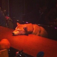 not dogsushi