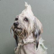 [Der] Smellyvis [Natte hond]