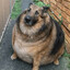 Dog Of The Dog Dog.