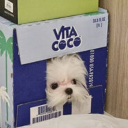 嘉然今天要吃你