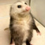 Bad Opossum