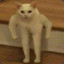Siegfrondo the kat