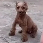 三口不死算炸单