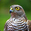 GosHawk