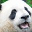 Big Panda