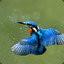 Hado