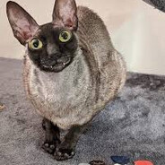 Ромчик хедшот