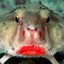 Redlipped_Batfish