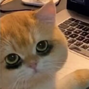 不理不理左卫门