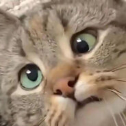 猫儿这个爱买游戏