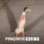 PINGWIN_KURWA
