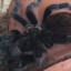 TarantulaCemal