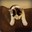 TheSimiWrangler avatar