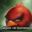 Сидим не рыпаемся
