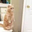 PUSANG NAKATAYO