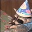 birthday raccoon