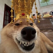 漳州小丑呆鸡条