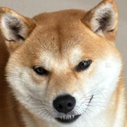Shiba Inu