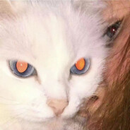 嘴下留情（努力做菜版