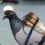 Pigeon