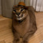 pumba
