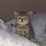 slowmind19 's avatar