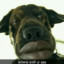 phat dog