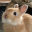 protectrabbit
