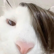 迷倒万千小猫咪🐱