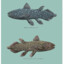 Big Coelacanth