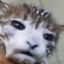 Pantherpan