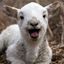 HAPPY hoppy sheep
