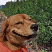 Ебать Хойнося