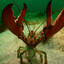 Cool ass lobster