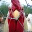 Cluckofdeath