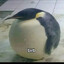 Birb