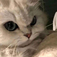 猫猫冲锋枪