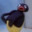 Pingu