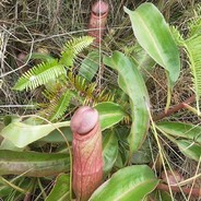 我的猪笼草好看吗