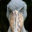 Mighty_Shoebill