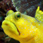 Watchman Goby