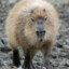 CapyBara