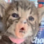 miau