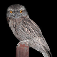 Frogmouth