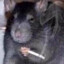 Nicotine Rat