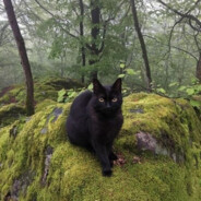 анчоусная диета